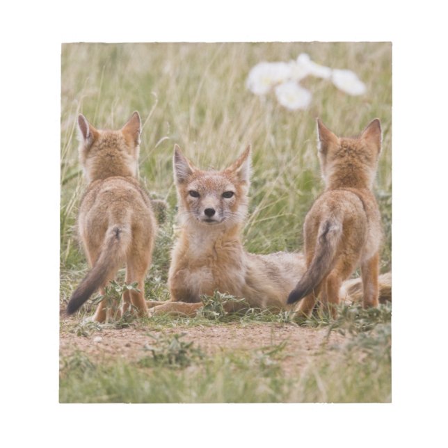 Swift Fox (Vulpes velox) female with young at Notepad (Front)