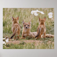Swift Fox (Vulpes velox) female with young at