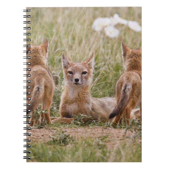 Swift Fox (Vulpes velox) female with young at Spiral Notebook (Front)