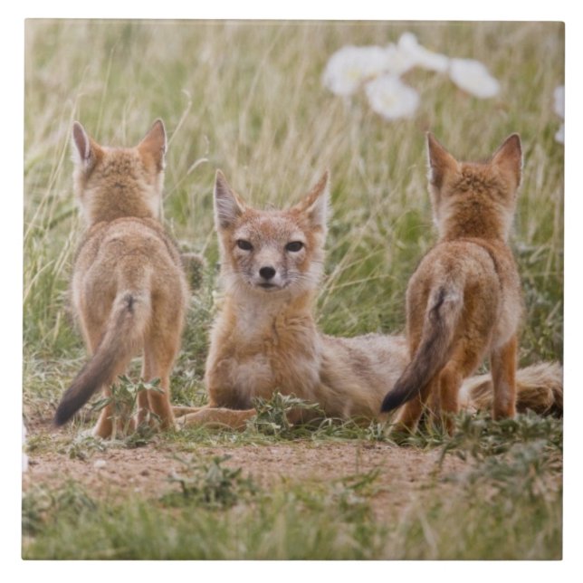 Swift Fox (Vulpes velox) female with young at Tile (Front)