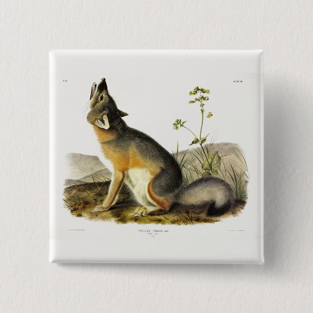 Swift Fox (Vulpes Velox) from Audubon's Quadrupeds 15 Cm Square Badge (Front)