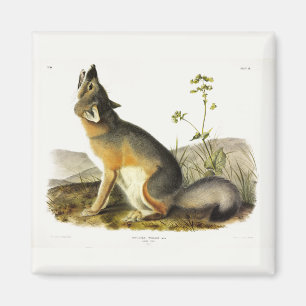 Swift Fox (Vulpes Velox) from Audubon's Quadrupeds Magnet