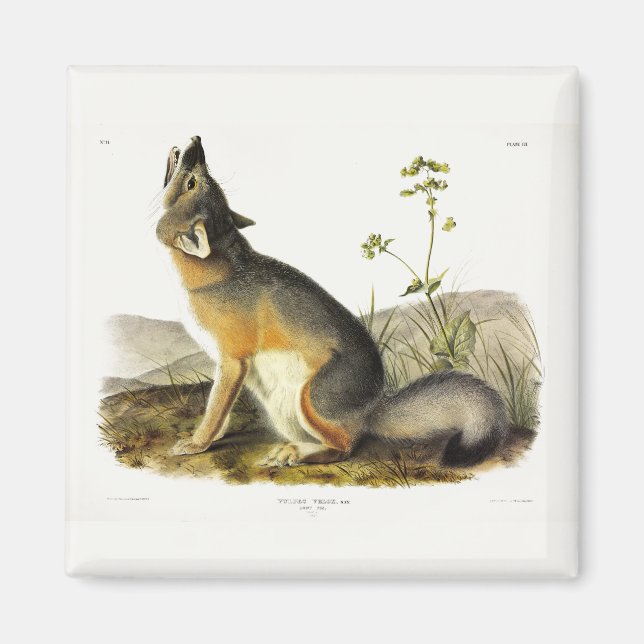 Swift Fox (Vulpes Velox) from Audubon's Quadrupeds Magnet (Front)