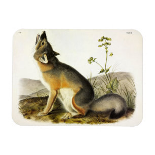 Swift Fox (Vulpes Velox) from Audubon's Quadrupeds Magnet