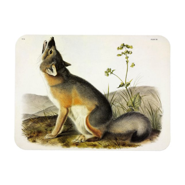 Swift Fox (Vulpes Velox) from Audubon's Quadrupeds Magnet (Horizontal)