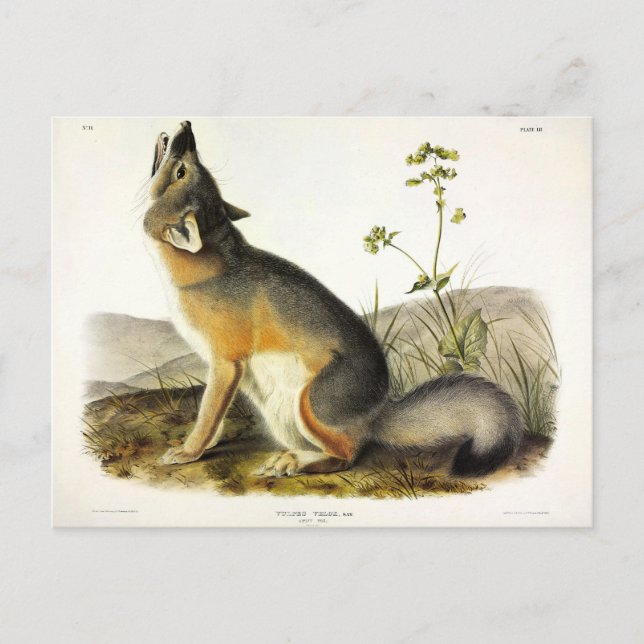 Swift Fox (Vulpes Velox) from Audubon's Quadrupeds Postcard (Front)