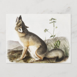 Swift Fox (Vulpes velox) Illustration Postcard