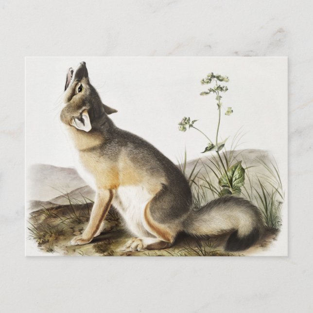 Swift Fox (Vulpes velox) Illustration Postcard (Front)