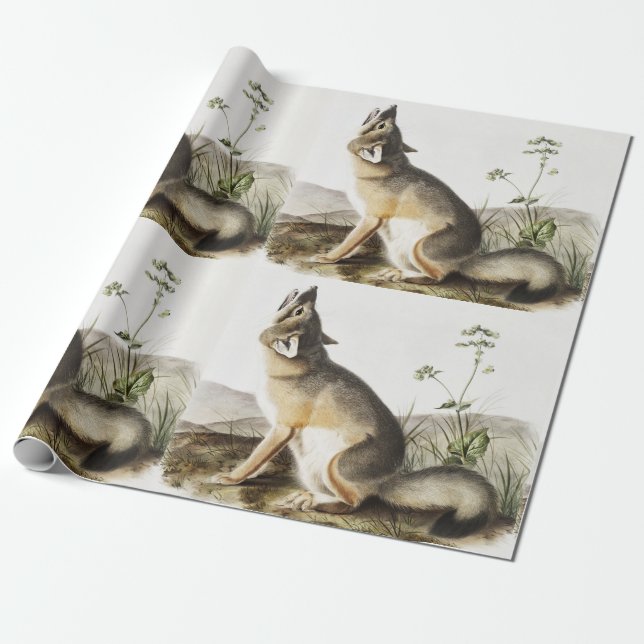 Swift Fox (Vulpes velox) Illustration Wrapping Paper (Unrolled)