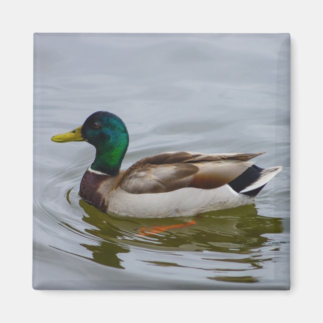 Swim Mallard Swim Magnet (Front)