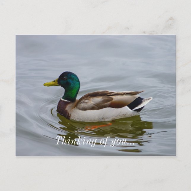 Swim Mallard Swim Postcard (Front)