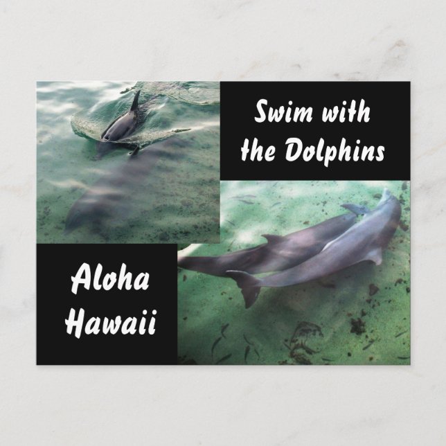 Swim with Dolphins Hawaii  Postcard (Front)