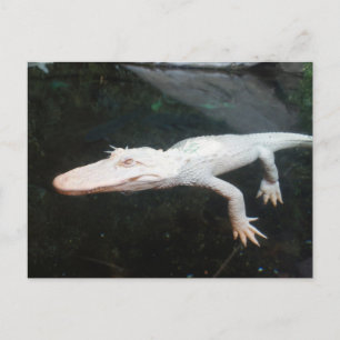 Swimming albino alligator colour photograph postcard