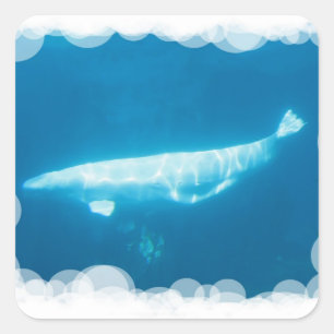 Swimming Beluga Whales Sticker
