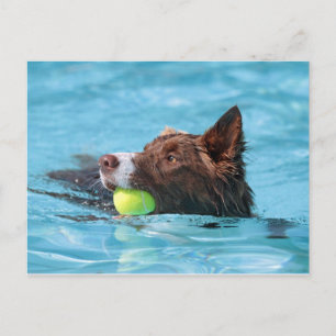 swimming border collie postcard