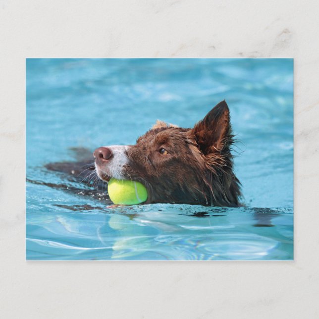 swimming border collie postcard (Front)