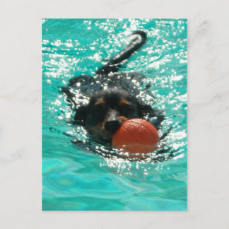 Swimming Dachshund! Postcard