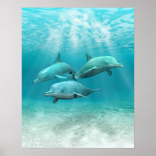 Swimming Dolphins Poster