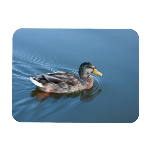 Swimming duck magnet (Horizontal)