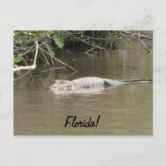 Swimming Gator Postcard