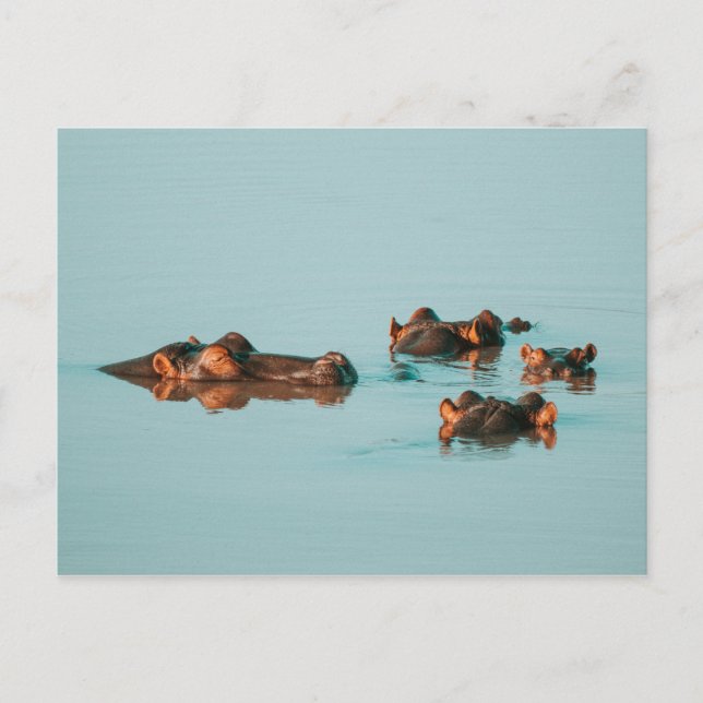SWIMMING HIPPOS POSTCARD (Front)