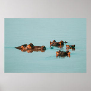 SWIMMING HIPPOS POSTER