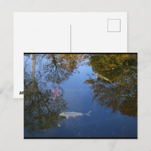 Swimming in the Sky Postcard