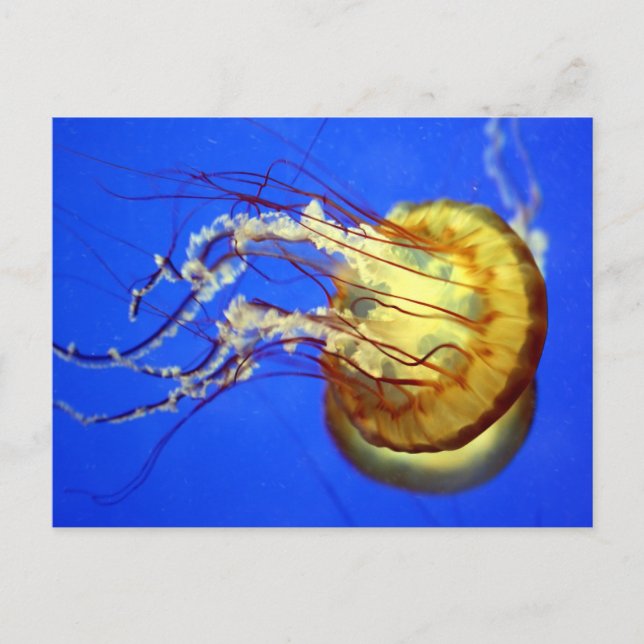 Swimming Jellyfish on Blue Postcard (Front)