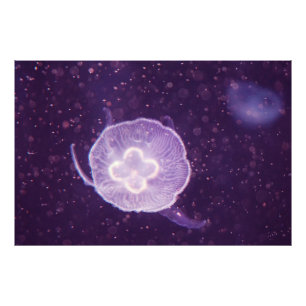 Swimming Jellyfish Photo Print