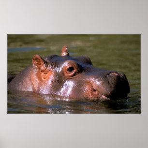 Swimming Lessons Hippopotamus Portrait Poster