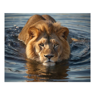 Swimming Lion Photo Print