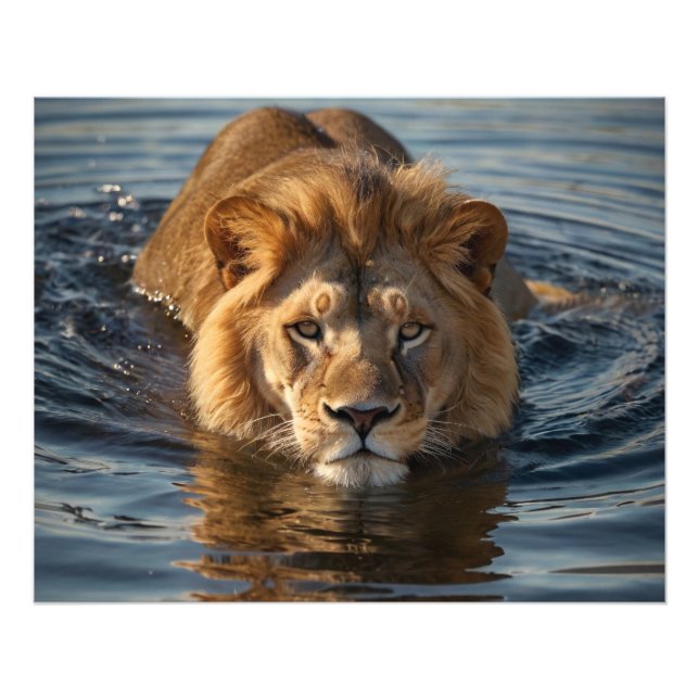 Swimming Lion Photo Print (Front)