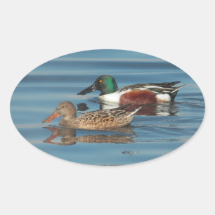 Swimming Northern Shovelers Sticker