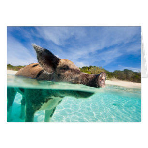Swimming pig of Exuma