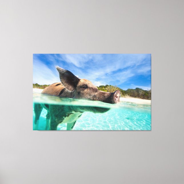 Swimming pig of Exuma Canvas Print (Front)