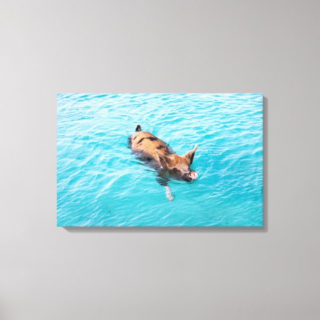 Swimming pig of Exuma Canvas Print (Front)