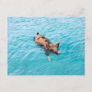 Swimming pig of Exuma Postcard