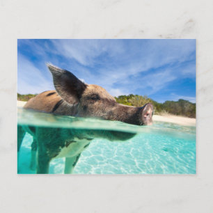 Swimming pig of Exuma Postcard