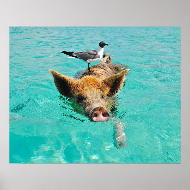 Swimming Pig with a Passenger Poster (Front)