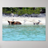 Swimming Pigs in Beach Poster