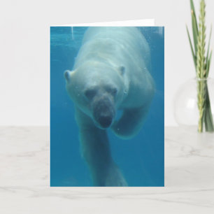 Swimming Polar Bear  Greeting Card