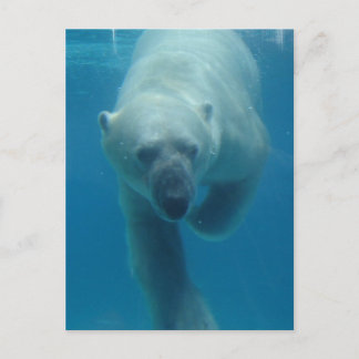 Swimming Polar Bear Postcard