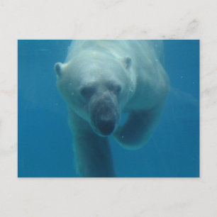 Swimming Polar Bear  Postcard
