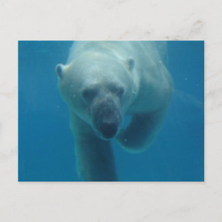 Swimming Polar Bear Postcard