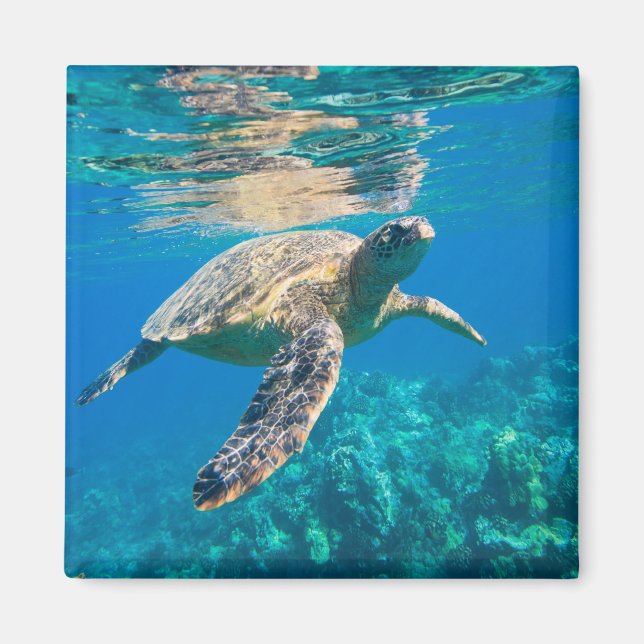 Swimming Sea Turtle Magnet (Front)