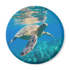 Swimming Sea Turtle