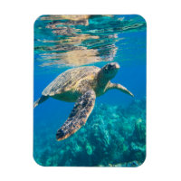 Swimming Sea Turtle