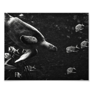 Swimming Sea Turtle – Photo Print