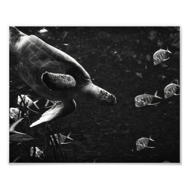 Swimming Sea Turtle – Photo Print (Front)
