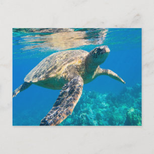Swimming Sea Turtle Postcard
